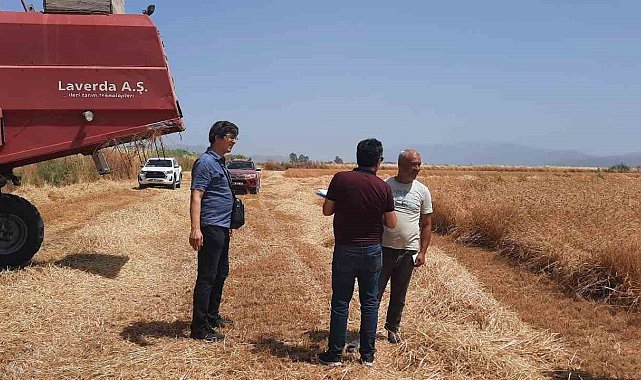 Söke'de dane kaybının önlenmesi için kontroller devam ediyor