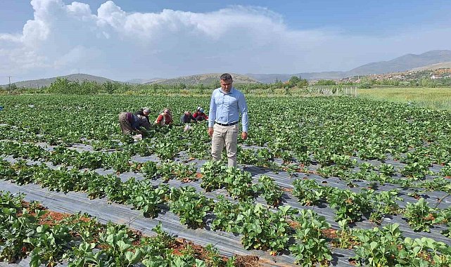 Son yağışlar Hüyük'te çiftçilerin yüzünü güldürdü