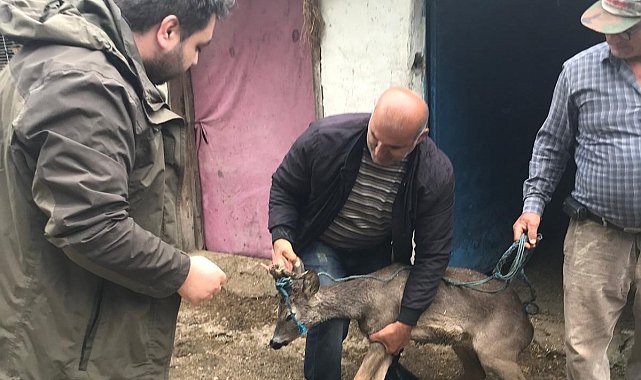Sulama kanalına düşen karacayı boğulmaktan kurtardı