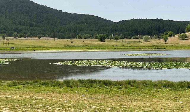 Süleymanlı Yayla Gölünde nilüfer şöleni başladı