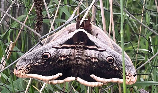 Tavşanlı'da dev kelebekler görüldü
