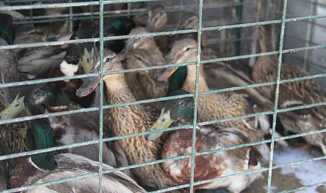 Tedavisi tamamlanan yaban ördekleri Beyşehir Gölü'ne salındı