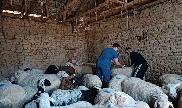 Tek tırnaklı hayvan kimlik tespiti ve muayene işlemleri yapıldı