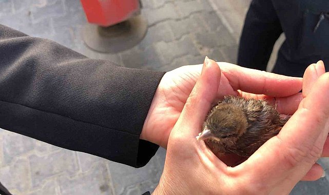 Tekirdağ'da çatıdan düşen yavru serçe yuvasına bırakıldı