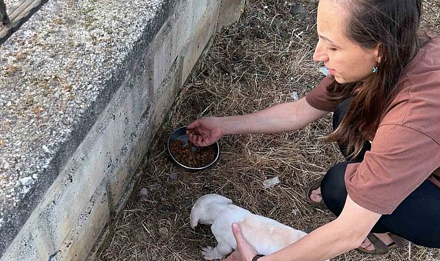 Tel kafese kafası sıkışan yavru köpek kurtarıldı