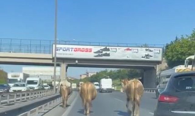 TEM Otoyolu'na çıkan inekler sürücülere zor anlar yaşattı