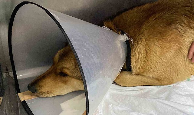 Ticari taksinin çarptığı sokak köpeğinin imdadına hayvan severler koştu