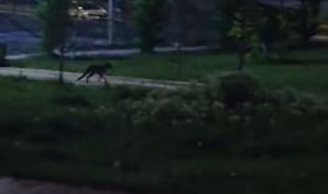 Tilkiler şehir merkezini mesken tuttu