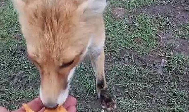 Tilkiyle olan dostluğu hayret ettiriyor