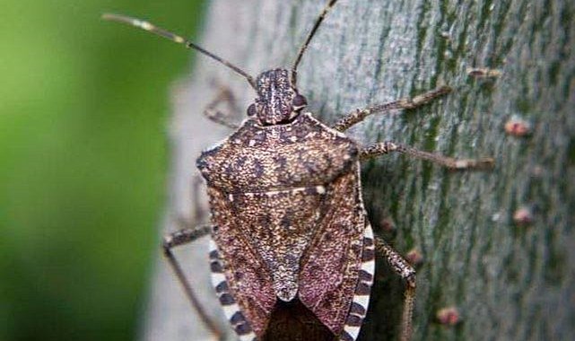 Tokat'ta feromon tuzaklarıyla böcek popülasyonu takip ediliyor