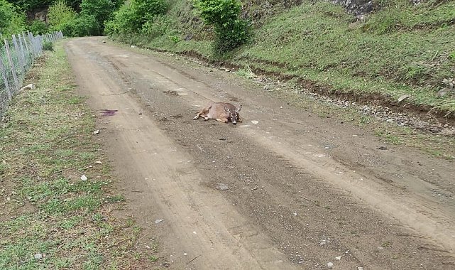 Tokat'ta yaralı karaca telef oldu