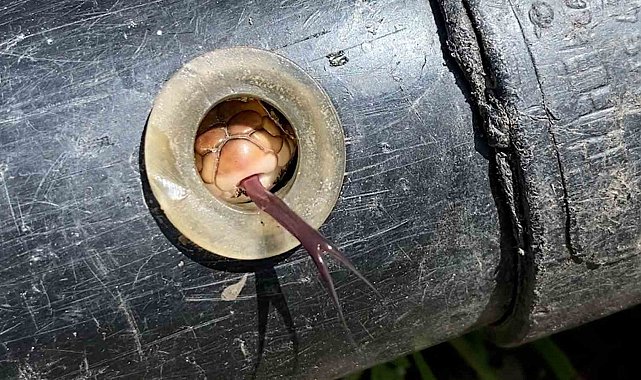 Tokatlı çiftçi boru döşerken gelen sesin kaynağını öğrenince hayrete düştü