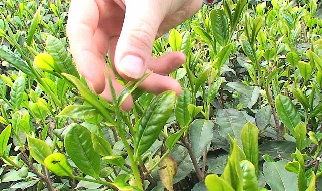 Tomurcuk çayın alım fiyatı 4 bin TL oldu