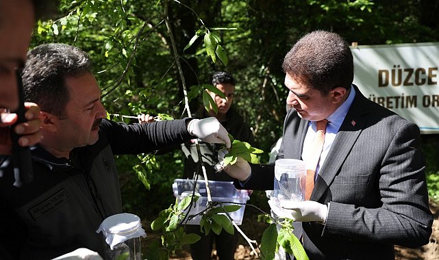 Torymus Sinensisler bal üretim ormanlarına bırakıldı