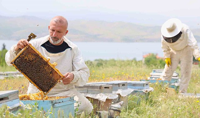 Toz taşınımı polen ve nektara ulaşımı zorlaştırdı, arılar strese girdi