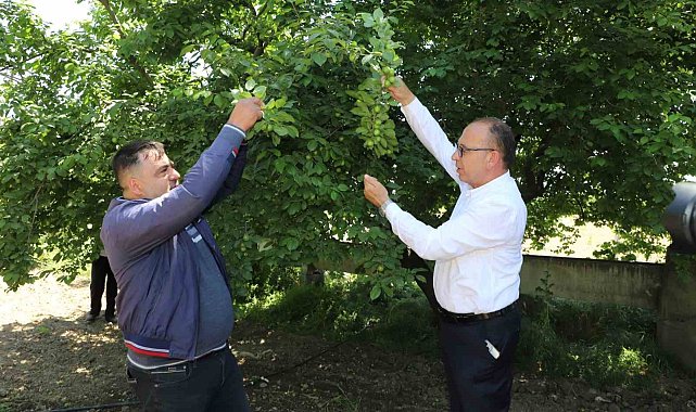 Turgutlu Belediyesi 'En güzel erik' yarışması düzenliyor