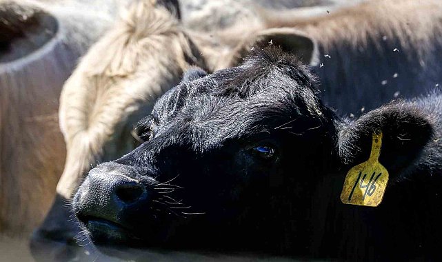 Türkiye hayvan varlığıyla Avrupa'nın zirvesinde