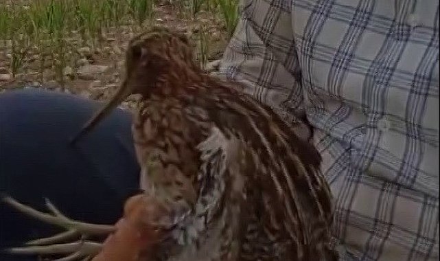 Türkiye'de nadir görülen Gallinago kuşu yaralı halde bulundu
