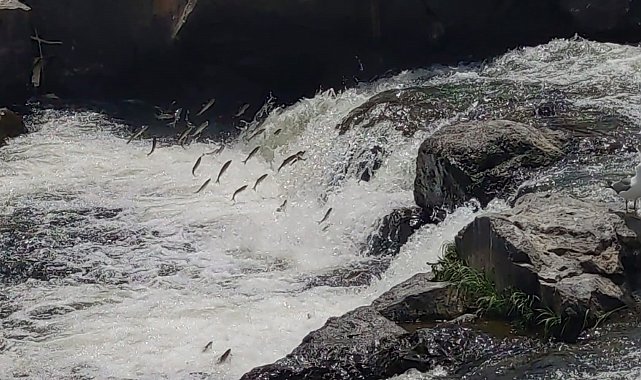 Uçan balıklar izleyenlere görsel şölen sunuyor