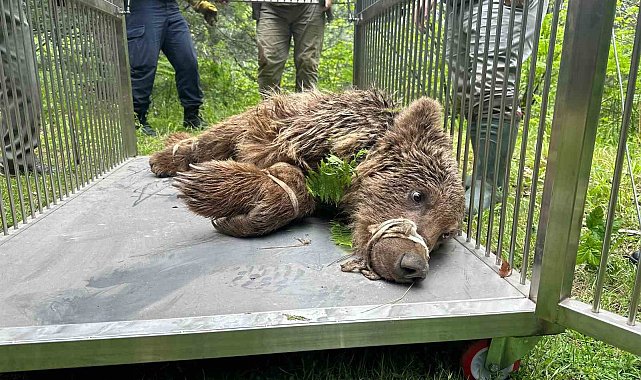 Uludağ'da operasyonla kurtarılan ayı Karacabey ayı barınağına götürüldü
