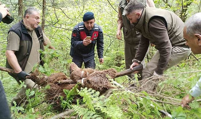 Uludağ'da yaralı ayı seferberliği
