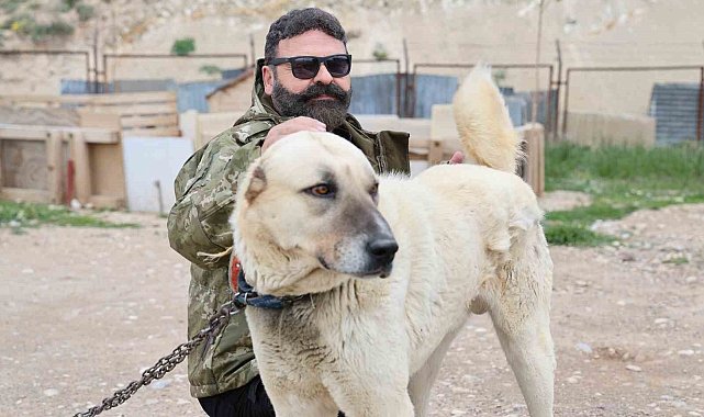 Uzmanından sürü köpekleri için kene uyarısı
