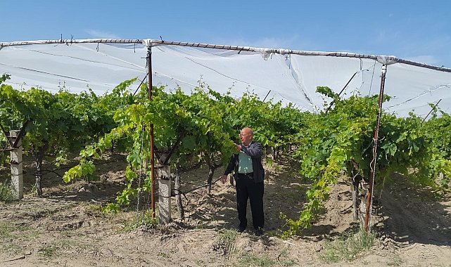Üzüm bağlarında dolu tül yaygınlaşıyor