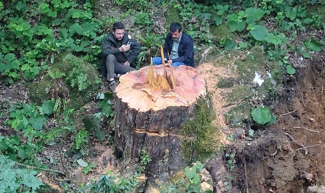 Valilikten 1183 yaşındaki porsuk ağacının kesilmesine ilişkin açıklama