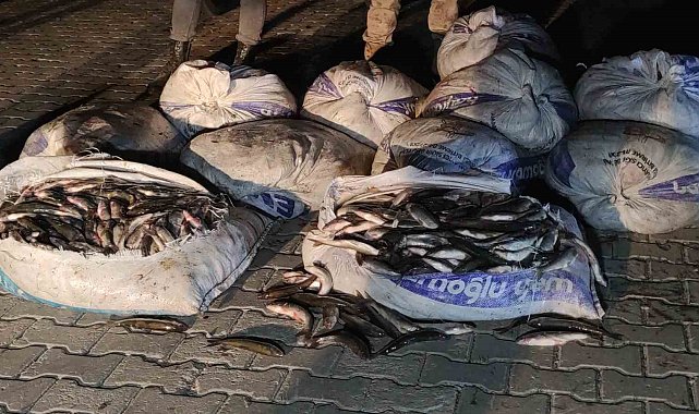 Van'da 1 ton 800 kilo kaçak avlanılan inci kefali ele geçirildi