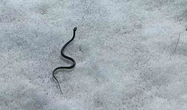 Van&#039;da zehirli kocabaş engerek yılanı görüntülendi