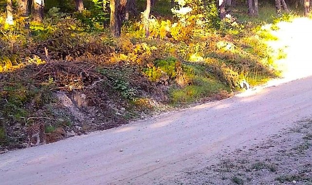 Vaşak kendini böyle kamufle etti, Amasya OBM fotoğrafını 'Hayalet geziyor. Görebiliyor musunuz?' notuyla paylaştı