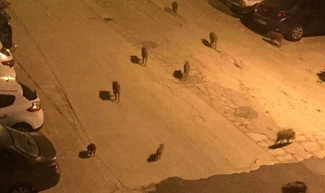 Vatandaşları yaban domuzu saldırılarına karşı uyardı