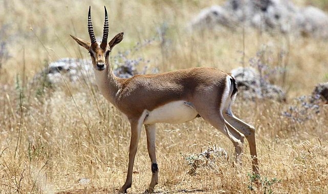 Yaban hayatı büyük tehlike altında