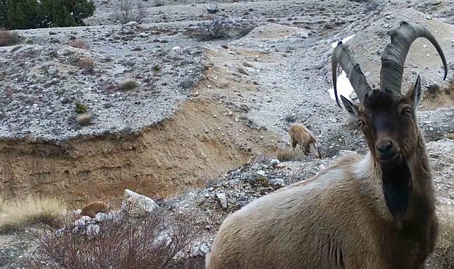Yaban hayvanları fotokapana yansıdı