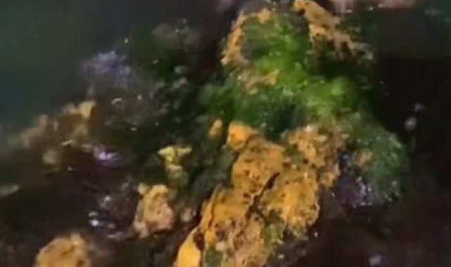 Yalova kıyılarında 2 su samuru görüntülendi