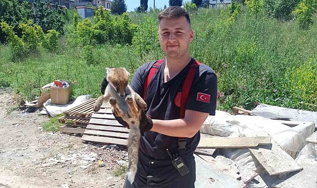 Yalova'da binanın bodrumuna giren tilkiyi itfaiye kurtardı