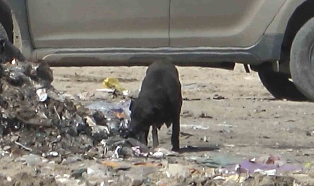 Yangında duygulandıran detay: Anne köpek dumanların içinde yavrularını aradı