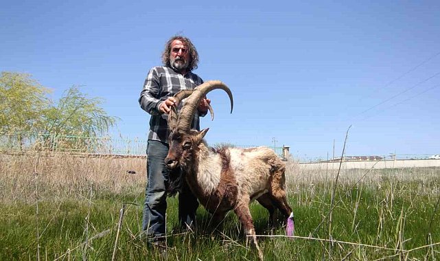 Yaralı halde bulunan yaban keçisi tedavi altına alındı