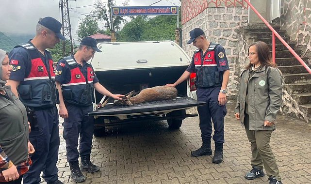 Yaralı karacaya jandarma şefkati