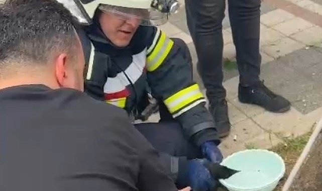 Yaralı karga itfaiye erlerince ağaçtan indirildi