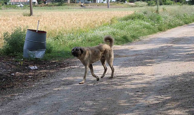 Yaşlı kadını köpeklerin parçaladığı köyde vatandaşlar, köpeklerin toplanmasını istiyor