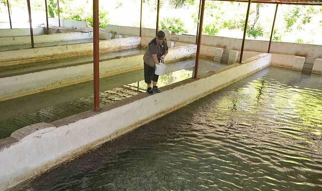 Yavru alabalık yetiştirip öğrencilere burs veriyor