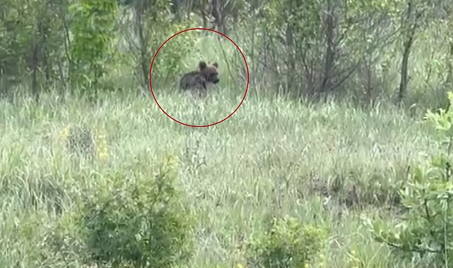 Yavru ayıyı bal yemeye davet etti