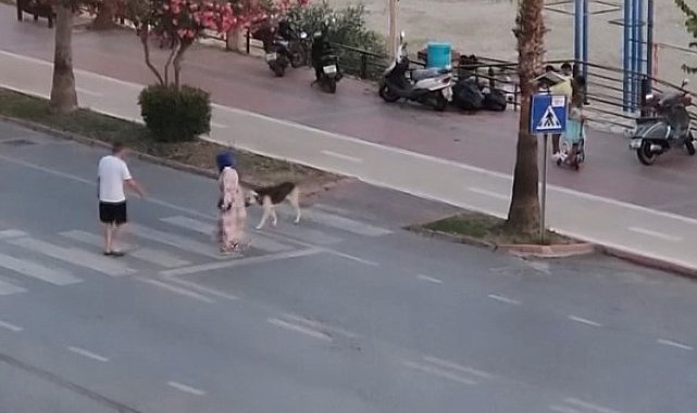 Yaya geçidinden karşıya geçmeye korkan köpeği dakikalarca beklediler