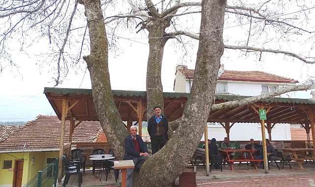 Yeniceköy'deki 250 yıllık çınar ağacı ilgi odağı