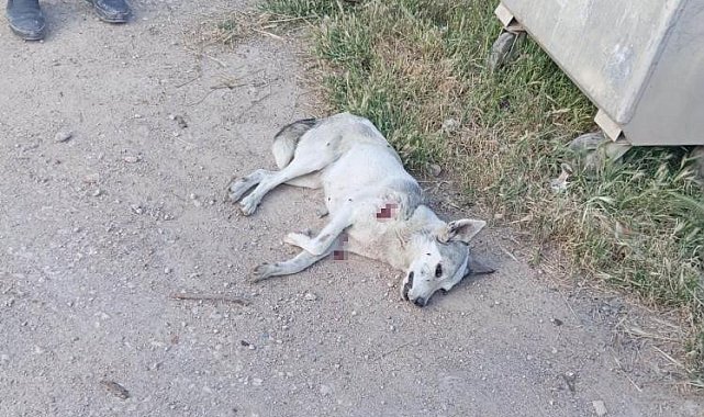 Yerleşim yerine inen kurt 2 çocuğa saldırdı