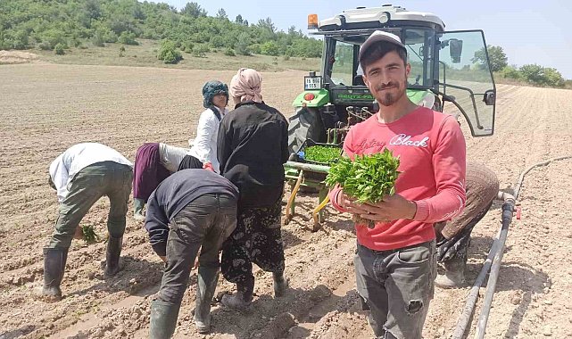 Yeşil altın fideleri toprakla buluştu