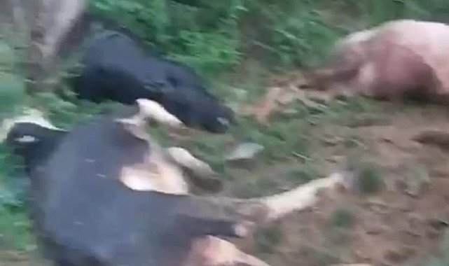 Yıldırımın düştüğü Çelikhan'da 5 hayvan telef oldu