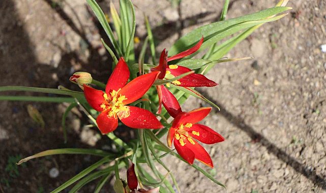 Yitik Türk lalesi olarak kayıtlara geçmişti, Amasya'da sadece 10 gün çiçek açıyor