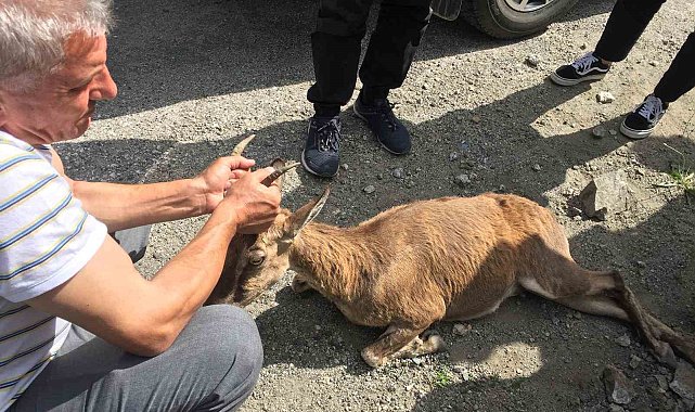Yol kenarında buldukları yaralı dağ keçisinin başından bir an olsun ayrılmadı